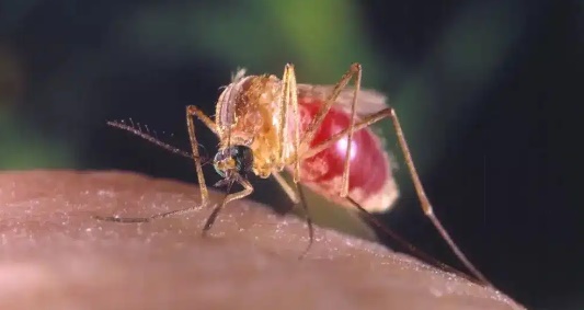 Febre Oropouche na Bahia